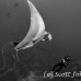 ray_manta_bro_b_h_0052_egy0146_bw.jpg